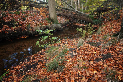 <i class='fa fa-user'></i>&nbsp;nelappelmelk&nbsp;|  Herfstsfeer&nbsp; <i class='fa fa-eye'>&nbsp;87</i> &nbsp;<i class='fa fa-thumbs-up'>&nbsp;1</i> &nbsp; <i class='fa fa-comment-o'>&nbsp;5</i>