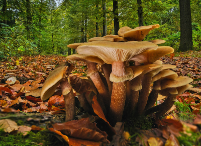 <i class='fa fa-user'></i>&nbsp;janvangastel&nbsp;|  Echte Honingzwam&nbsp; <i class='fa fa-eye'>&nbsp;97</i> &nbsp;<i class='fa fa-thumbs-up'>&nbsp;4</i> &nbsp; <i class='fa fa-comment-o'>&nbsp;6</i>