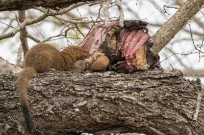 <i class='fa fa-user'></i>&nbsp;harrie69&nbsp;|  Slanke Mangoest&nbsp; <i class='fa fa-eye'>&nbsp;141</i> &nbsp; <i class='fa fa-comment-o'>&nbsp;0</i>