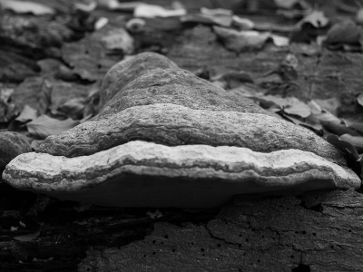 <i class='fa fa-user'></i>&nbsp;susan meijnders&nbsp;|  Echte Tonderzwam&nbsp; <i class='fa fa-eye'>&nbsp;42</i> &nbsp; <i class='fa fa-comment-o'>&nbsp;0</i>