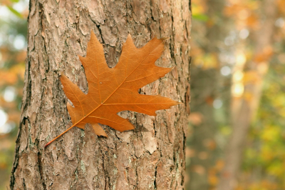 <i class='fa fa-user'></i>&nbsp;rixte&nbsp;|  Amerikaanse Eik&nbsp; <i class='fa fa-eye'>&nbsp;60</i> &nbsp; <i class='fa fa-comment-o'>&nbsp;1</i>