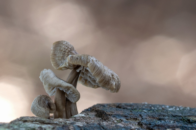 <i class='fa fa-user'></i>&nbsp;Johan van Gurp&nbsp;|  Helmmycena&nbsp; <i class='fa fa-eye'>&nbsp;78</i> &nbsp;<i class='fa fa-thumbs-up'>&nbsp;7</i> &nbsp; <i class='fa fa-comment-o'>&nbsp;3</i>