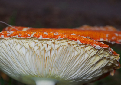 <i class='fa fa-user'></i>&nbsp;tonysettanta&nbsp;|  Vliegenzwam&nbsp; <i class='fa fa-eye'>&nbsp;75</i> &nbsp; <i class='fa fa-comment-o'>&nbsp;3</i>