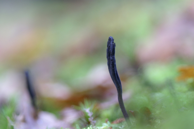 <i class='fa fa-user'></i>&nbsp;Jasper&nbsp;|  Gewone Ruige Aardtong&nbsp; <i class='fa fa-eye'>&nbsp;47</i> &nbsp; <i class='fa fa-comment-o'>&nbsp;1</i>