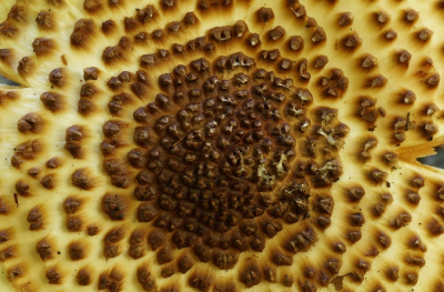 <i class='fa fa-user'></i>&nbsp;Jelle Bakker&nbsp;|  Spitsschubbige Parasolzwam&nbsp; <i class='fa fa-eye'>&nbsp;51</i> &nbsp;<i class='fa fa-thumbs-up'>&nbsp;2</i> &nbsp; <i class='fa fa-comment-o'>&nbsp;1</i>