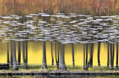 Nature picture: 3.  / Reflectie