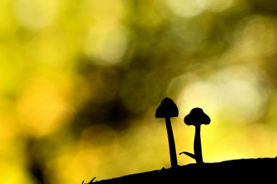 <i class='fa fa-user'></i>&nbsp;mauritskoenen48&nbsp;|  Melksteelmycena&nbsp; <i class='fa fa-eye'>&nbsp;56</i> &nbsp;<i class='fa fa-thumbs-up'>&nbsp;1</i> &nbsp; <i class='fa fa-comment-o'>&nbsp;4</i>