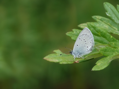 <i class='fa fa-user'></i>&nbsp;Jurgen Maassen&nbsp;|  Dwergblauwtje&nbsp; <i class='fa fa-eye'>&nbsp;71</i> &nbsp;<i class='fa fa-thumbs-up'>&nbsp;5</i> &nbsp; <i class='fa fa-comment-o'>&nbsp;2</i>