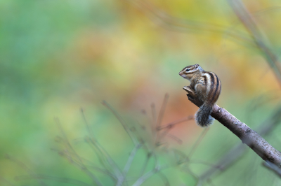 <i class='fa fa-user'></i>&nbsp;Loes Belovics&nbsp;|  Siberische Grondeekhoorn&nbsp; <i class='fa fa-eye'>&nbsp;153</i> &nbsp;<i class='fa fa-thumbs-up'>&nbsp;14</i> &nbsp; <i class='fa fa-comment-o'>&nbsp;9</i>