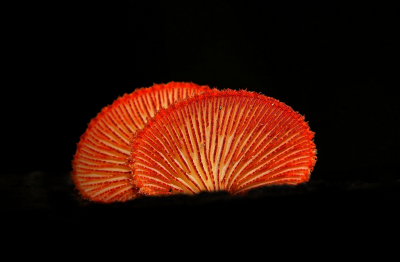 <i class='fa fa-user'></i>&nbsp;Nel R&nbsp;|  Rood Oorzwammetje&nbsp; <i class='fa fa-eye'>&nbsp;129</i> &nbsp;<i class='fa fa-thumbs-up'>&nbsp;13</i> &nbsp; <i class='fa fa-comment-o'>&nbsp;9</i>