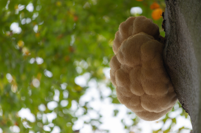 <i class='fa fa-user'></i>&nbsp;Niels72&nbsp;|  Pruikzwam&nbsp; <i class='fa fa-eye'>&nbsp;69</i> &nbsp; <i class='fa fa-comment-o'>&nbsp;3</i>