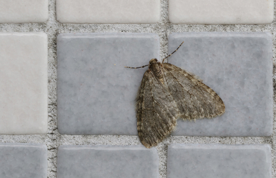 <i class='fa fa-user'></i>&nbsp;Ad Sprang&nbsp;|  Herfstspanner&nbsp; <i class='fa fa-eye'>&nbsp;70</i> &nbsp;<i class='fa fa-thumbs-up'>&nbsp;1</i> &nbsp; <i class='fa fa-comment-o'>&nbsp;5</i>