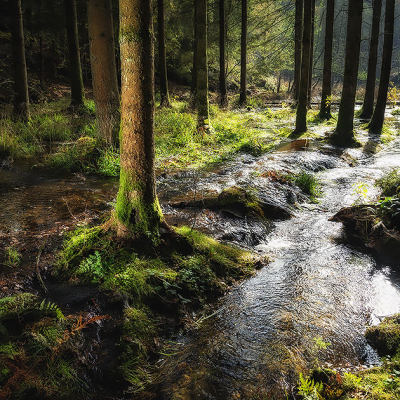 <i class='fa fa-user'></i>&nbsp;Jacob-Carl Pauw&nbsp;|  Dromerig Sprookejsbos&nbsp; <i class='fa fa-eye'>&nbsp;77</i> &nbsp; <i class='fa fa-comment-o'>&nbsp;3</i>