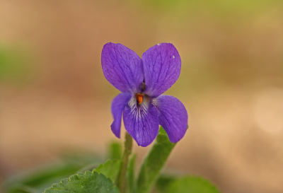 <i class='fa fa-user'></i>&nbsp;Cor&nbsp;|  Maarts Viooltje&nbsp; <i class='fa fa-eye'>&nbsp;60</i> &nbsp;<i class='fa fa-thumbs-up'>&nbsp;3</i> &nbsp; <i class='fa fa-comment-o'>&nbsp;4</i>