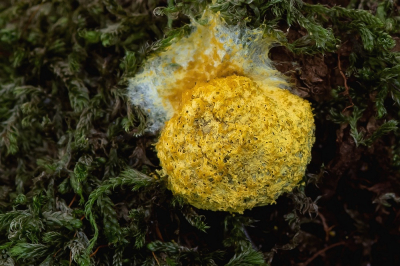 <i class='fa fa-user'></i>&nbsp;Johan van Gurp&nbsp;|  Heksenboter&nbsp; <i class='fa fa-eye'>&nbsp;56</i> &nbsp; <i class='fa fa-comment-o'>&nbsp;0</i>