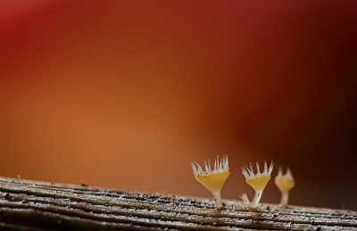 <i class='fa fa-user'></i>&nbsp;Pieter  LJ&nbsp;|  Gekroond Geleikelkje&nbsp; <i class='fa fa-eye'>&nbsp;132</i> &nbsp;<i class='fa fa-thumbs-up'>&nbsp;9</i> &nbsp; <i class='fa fa-comment-o'>&nbsp;9</i>