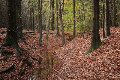 <i class='fa fa-user'></i>&nbsp;nelappelmelk&nbsp;|  Spreng met bladeren&nbsp; <i class='fa fa-eye'>&nbsp;78</i> &nbsp; <i class='fa fa-comment-o'>&nbsp;4</i>