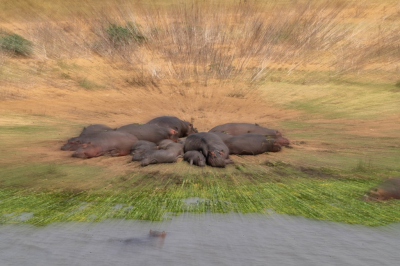 <i class='fa fa-user'></i>&nbsp;harrie69&nbsp;|  Nijlpaard&nbsp; <i class='fa fa-eye'>&nbsp;136</i> &nbsp;<i class='fa fa-thumbs-up'>&nbsp;1</i> &nbsp; <i class='fa fa-comment-o'>&nbsp;4</i>