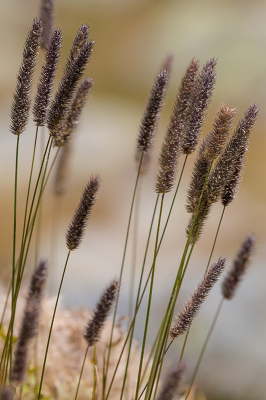 <i class='fa fa-user'></i>&nbsp;Willem Verhagen&nbsp;|  Gewoon Timoteegras&nbsp; <i class='fa fa-eye'>&nbsp;52</i> &nbsp; <i class='fa fa-comment-o'>&nbsp;1</i>