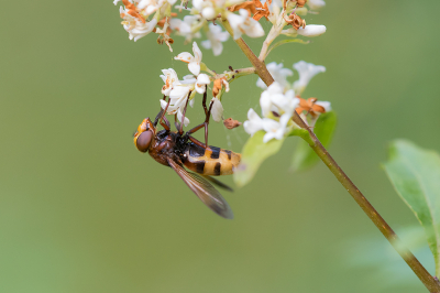 <i class='fa fa-user'></i>&nbsp;Willem Verhagen&nbsp;|  Stadsreus&nbsp; <i class='fa fa-eye'>&nbsp;56</i> &nbsp;<i class='fa fa-thumbs-up'>&nbsp;2</i> &nbsp; <i class='fa fa-comment-o'>&nbsp;1</i>