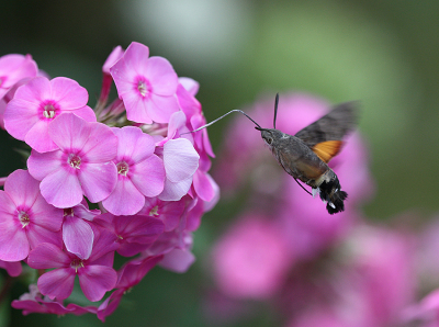 <i class='fa fa-user'></i>&nbsp;Paul Vandebroek&nbsp;|  Kolibrievlinder&nbsp; <i class='fa fa-eye'>&nbsp;79</i> &nbsp;<i class='fa fa-thumbs-up'>&nbsp;7</i> &nbsp; <i class='fa fa-comment-o'>&nbsp;8</i>