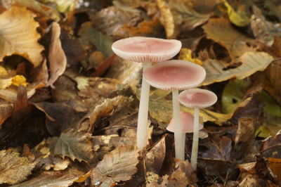 <i class='fa fa-user'></i>&nbsp;Jelle Bakker&nbsp;|  Heksenschermpje&nbsp; <i class='fa fa-eye'>&nbsp;59</i> &nbsp; <i class='fa fa-comment-o'>&nbsp;1</i>