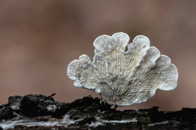 <i class='fa fa-user'></i>&nbsp;Johan van Gurp&nbsp;|  Plooivlieswaaiertje&nbsp; <i class='fa fa-eye'>&nbsp;59</i> &nbsp;<i class='fa fa-thumbs-up'>&nbsp;1</i> &nbsp; <i class='fa fa-comment-o'>&nbsp;1</i>