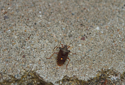 <i class='fa fa-user'></i>&nbsp;Cor&nbsp;|  Roodpootschildwants&nbsp; <i class='fa fa-eye'>&nbsp;59</i> &nbsp;<i class='fa fa-thumbs-up'>&nbsp;1</i> &nbsp; <i class='fa fa-comment-o'>&nbsp;3</i>