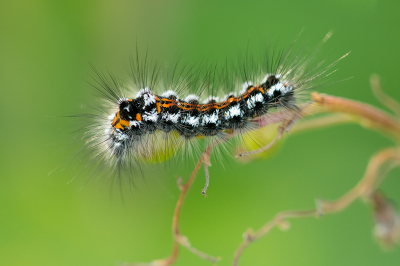 <i class='fa fa-user'></i>&nbsp;Willem Verhagen&nbsp;|  Donsvlinder&nbsp; <i class='fa fa-eye'>&nbsp;69</i> &nbsp; <i class='fa fa-comment-o'>&nbsp;3</i>