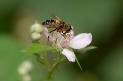 <i class='fa fa-user'></i>&nbsp;Willem Verhagen&nbsp;|  Kegelbijvlieg&nbsp; <i class='fa fa-eye'>&nbsp;56</i> &nbsp; <i class='fa fa-comment-o'>&nbsp;1</i>