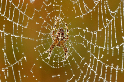 <i class='fa fa-user'></i>&nbsp;mauritskoenen48&nbsp;|  Kruisspin&nbsp; <i class='fa fa-eye'>&nbsp;69</i> &nbsp; <i class='fa fa-comment-o'>&nbsp;3</i>