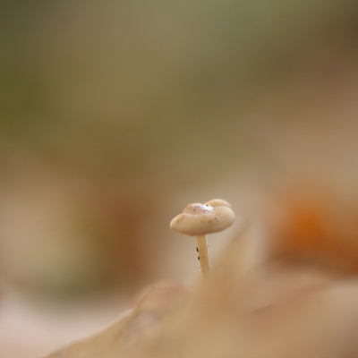 <i class='fa fa-user'></i>&nbsp;rixte&nbsp;|  Muizenstaartzwam&nbsp; <i class='fa fa-eye'>&nbsp;70</i> &nbsp;<i class='fa fa-thumbs-up'>&nbsp;2</i> &nbsp; <i class='fa fa-comment-o'>&nbsp;5</i>