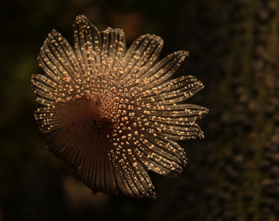 <i class='fa fa-user'></i>&nbsp;Meindert&nbsp;|  Grote Viltinktzwam&nbsp; <i class='fa fa-eye'>&nbsp;100</i> &nbsp;<i class='fa fa-thumbs-up'>&nbsp;3</i> &nbsp; <i class='fa fa-comment-o'>&nbsp;5</i>