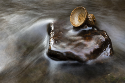 <i class='fa fa-user'></i>&nbsp;Luc Meert&nbsp;|  Eikeldop&nbsp; <i class='fa fa-eye'>&nbsp;64</i> &nbsp;<i class='fa fa-thumbs-up'>&nbsp;2</i> &nbsp; <i class='fa fa-comment-o'>&nbsp;1</i>