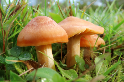 <i class='fa fa-user'></i>&nbsp;A. Soeting&nbsp;|  Weidewasplaat&nbsp; <i class='fa fa-eye'>&nbsp;60</i> &nbsp; <i class='fa fa-comment-o'>&nbsp;3</i>