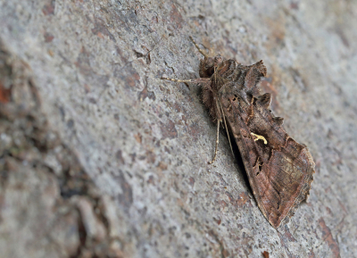 <i class='fa fa-user'></i>&nbsp;Ad Sprang&nbsp;|  Gamma-uil&nbsp; <i class='fa fa-eye'>&nbsp;71</i> &nbsp; <i class='fa fa-comment-o'>&nbsp;5</i>