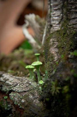 <i class='fa fa-user'></i>&nbsp;ErnovanDoorn&nbsp;|  Kopjes-bekermos&nbsp; <i class='fa fa-eye'>&nbsp;87</i> &nbsp; <i class='fa fa-comment-o'>&nbsp;4</i>