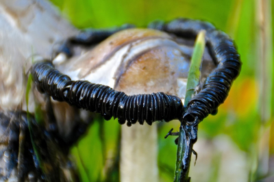 <i class='fa fa-user'></i>&nbsp;hesterb&nbsp;|  Geschubde Inktzwam&nbsp; <i class='fa fa-eye'>&nbsp;66</i> &nbsp; <i class='fa fa-comment-o'>&nbsp;2</i>