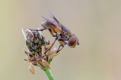 <i class='fa fa-user'></i>&nbsp;Johan van Gurp&nbsp;|  Ectophasia crassipennis&nbsp; <i class='fa fa-eye'>&nbsp;75</i> &nbsp;<i class='fa fa-thumbs-up'>&nbsp;4</i> &nbsp; <i class='fa fa-comment-o'>&nbsp;1</i>