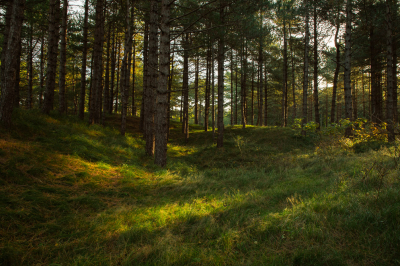 Op statief gemaakt zonnige ochtend goed kijken hoe de bomen goed in beeld komen zodat ze niet achter elkaar staan. Gebruik gemaakt van een polarisatiefilter en grijs zacht verloop filter