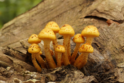 <i class='fa fa-user'></i>&nbsp;Jelle Bakker&nbsp;|  Goudvliesbundelzwam&nbsp; <i class='fa fa-eye'>&nbsp;60</i> &nbsp;<i class='fa fa-thumbs-up'>&nbsp;1</i> &nbsp; <i class='fa fa-comment-o'>&nbsp;2</i>