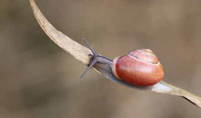 <i class='fa fa-user'></i>&nbsp;Paul Vandebroek&nbsp;|  Zwartgerande Tuinslak&nbsp; <i class='fa fa-eye'>&nbsp;64</i> &nbsp;<i class='fa fa-thumbs-up'>&nbsp;5</i> &nbsp; <i class='fa fa-comment-o'>&nbsp;2</i>
