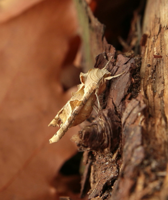 <i class='fa fa-user'></i>&nbsp;Meindert&nbsp;|  Agaatvlinder&nbsp; <i class='fa fa-eye'>&nbsp;57</i> &nbsp; <i class='fa fa-comment-o'>&nbsp;2</i>