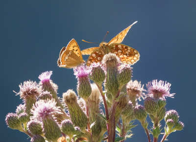 <i class='fa fa-user'></i>&nbsp;Jurgen Maassen&nbsp;|  Duinparelmoervlinder&nbsp; <i class='fa fa-eye'>&nbsp;87</i> &nbsp;<i class='fa fa-thumbs-up'>&nbsp;1</i> &nbsp; <i class='fa fa-comment-o'>&nbsp;4</i>