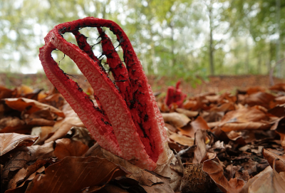 <i class='fa fa-user'></i>&nbsp;nelappelmelk&nbsp;|  Inktviszwam&nbsp; <i class='fa fa-eye'>&nbsp;135</i> &nbsp;<i class='fa fa-thumbs-up'>&nbsp;5</i> &nbsp; <i class='fa fa-comment-o'>&nbsp;10</i>