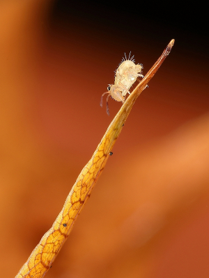 <i class='fa fa-user'></i>&nbsp;Sophie&nbsp;|  Dicyrtomina saundersi&nbsp; <i class='fa fa-eye'>&nbsp;107</i> &nbsp;<i class='fa fa-thumbs-up'>&nbsp;8</i> &nbsp; <i class='fa fa-comment-o'>&nbsp;6</i>