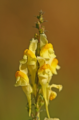 <i class='fa fa-user'></i>&nbsp;Cor&nbsp;|  Vlasbekje&nbsp; <i class='fa fa-eye'>&nbsp;66</i> &nbsp;<i class='fa fa-thumbs-up'>&nbsp;4</i> &nbsp; <i class='fa fa-comment-o'>&nbsp;5</i>