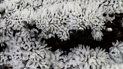 <i class='fa fa-user'></i>&nbsp;Johan van Gurp&nbsp;|  Gewoon IJsvingertje&nbsp; <i class='fa fa-eye'>&nbsp;78</i> &nbsp;<i class='fa fa-thumbs-up'>&nbsp;3</i> &nbsp; <i class='fa fa-comment-o'>&nbsp;1</i>