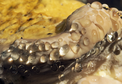 <i class='fa fa-user'></i>&nbsp;Luc Meert&nbsp;|  Roodgerande Houtzwam&nbsp; <i class='fa fa-eye'>&nbsp;63</i> &nbsp; <i class='fa fa-comment-o'>&nbsp;5</i>