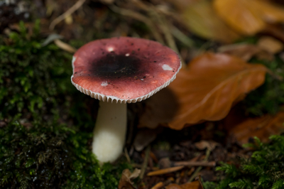 <i class='fa fa-user'></i>&nbsp;Willem Verhagen&nbsp;|  Zwartpurperen Russula&nbsp; <i class='fa fa-eye'>&nbsp;45</i> &nbsp; <i class='fa fa-comment-o'>&nbsp;0</i>